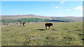 Dartmoor ponies grazing below Cox Tor