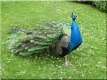 TQ2479 : Peacock in the Kyoto Garden, Holland Park by Marathon