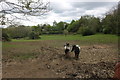 Field with horses in Mill Hill