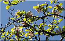 SX9050 : Magnolia, Coleton Fishacre garden by Derek Harper