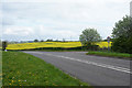 Oil seed Rape in flower