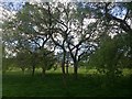 Trees on Roe Green Park, Kingsbury