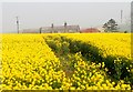 Roofless farm house seen across a field of oilseed rape