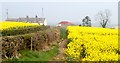 Open to the elements - a roofless cottage at 39 Poyntzpass Road