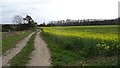 Farm track and oilseed rape