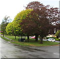 Bus stop and shelter under trees, Laurel Road, Bassaleg 