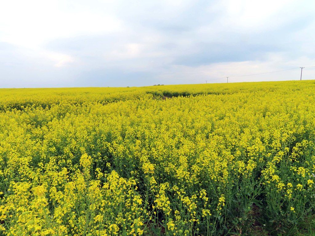 Field of rape near Yarnton © Steve Daniels cc-by-sa/2.0 :: Geograph ...