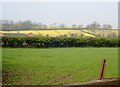 Oilseed rape growing on a drumlin above the Tandragee Road