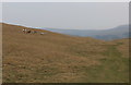 SD9665 : Pony Trekking on Kilnsey Moor by Chris Heaton