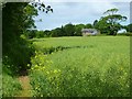 Farmland, Ruanlanihorne