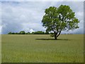 Farmland, Tregoney