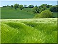 SW9544 : Farmland, St Ewe by Andrew Smith