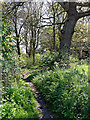 Woodland track at Burnhill Green in Staffordshire