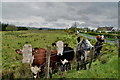 H5073 : Curious cattle, Ballynamullan by Kenneth  Allen