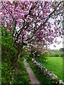 Cherry Blossom by the footpath