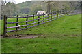 Shy lamb behind fence at Bamford