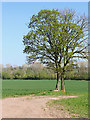 Trees and cropfield near Boningale, Shropshire