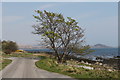 Tree on the coast road