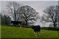 East Devon : Grassy Field & Cows