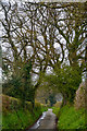 East Devon : Country Lane