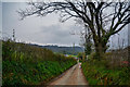 East Devon : Country Lane