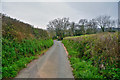 East Devon : Country Lane