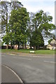 Trees on the green at the end of Elizabeth Way