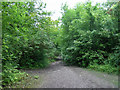 Path in Nut Wood