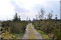 Forest Track at Wester Murnich