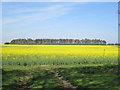 TF9842 : Oil  Seed  Rape  in  flower  at  Cockthorpe by Martin Dawes