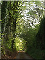 Lane above Wray Cleave