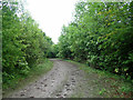 Track in Nut Wood