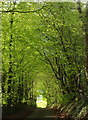 Tunnel of trees near Pepperdon Down