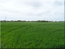 SD3503 : Crop field off Altcar Lane by JThomas