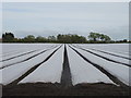 Crop field under cover near Altcar Lane Farm