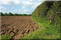 Field and hedge near South Petherton