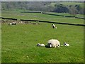 Pastures, Knaresdale