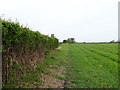 Crop field and hedgerow near Poplar Farm