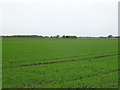 Crop field near Dicconson