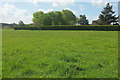 Field by Whitfield Lane, South Petherton