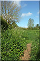 Meadow by Whitfield Lane