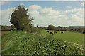 Whitfield Lane, South Petherton