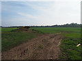 Looking towards Thetford Forest across arable field