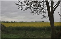 TL0994 : Rape field by Wansford Road, Elton by David Howard