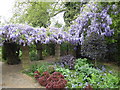 Wisteria in the Ada Salter Rose Garden, Southwark Park