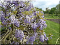 TQ2476 : Wisteria in the walled garden at Fulham Palace by Marathon