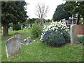 St Paul, Hook: the churchyard as spring beckons