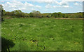 Grass field, Boreat Moor