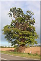 Tree by Brandon Road, Bretford