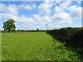 Grazing and hedgerow off the A525